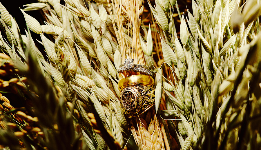 bride and grooms rings in wheat photo